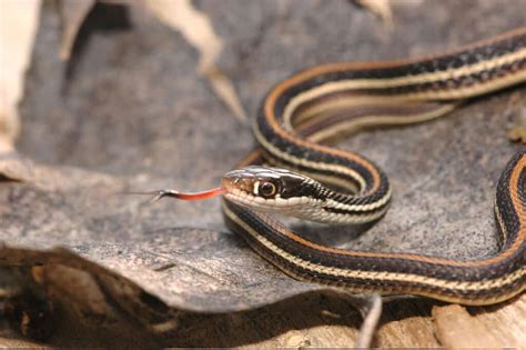 ribbon snake poisonous.